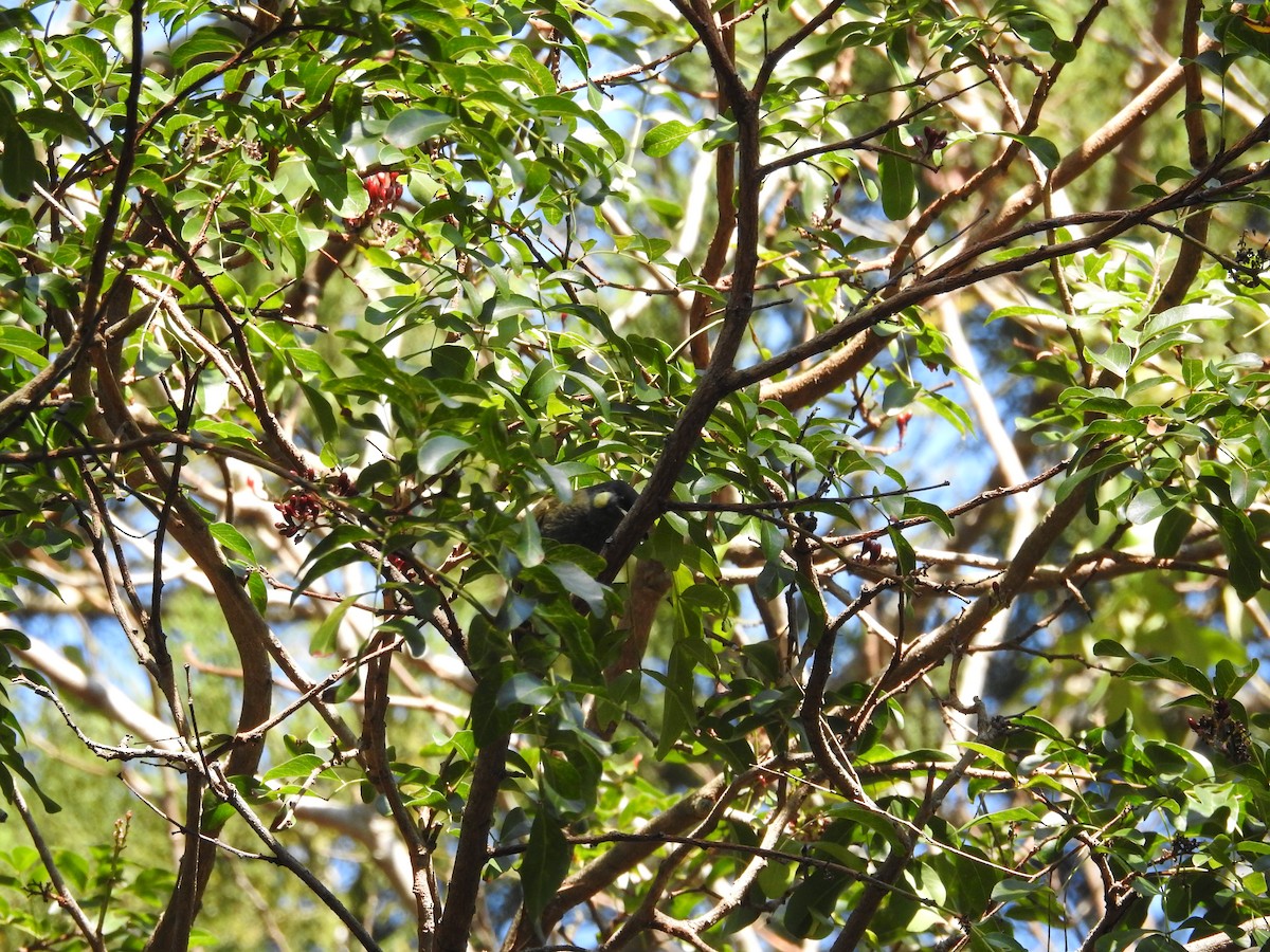Striated Pardalote - ML642682460