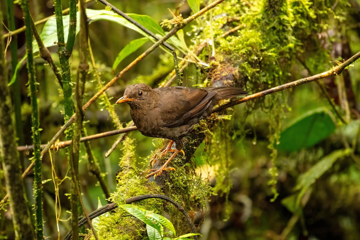 Glossy-black Thrush - ML642682472