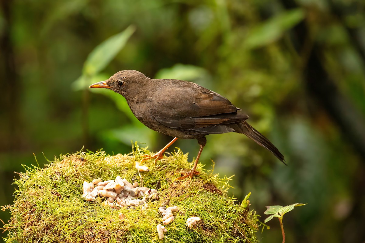 Glossy-black Thrush - ML642682473