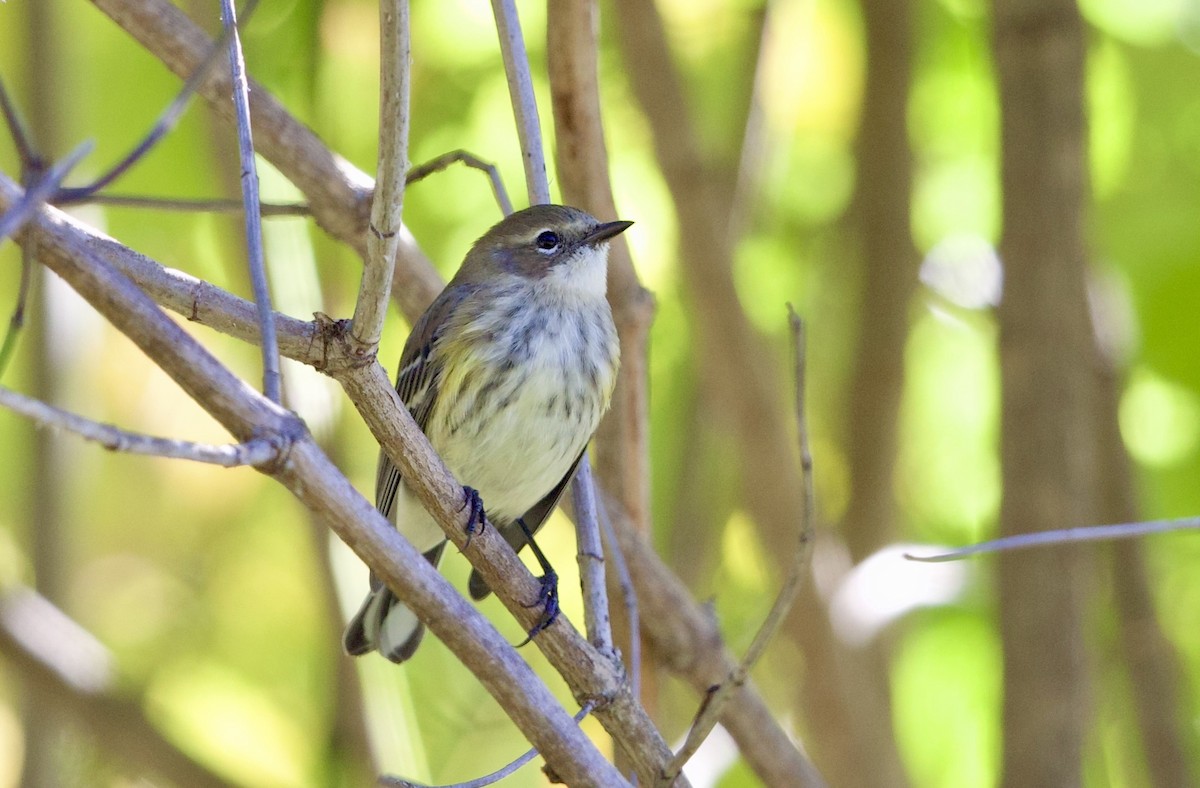 Yellow-rumped Warbler - ML642682494