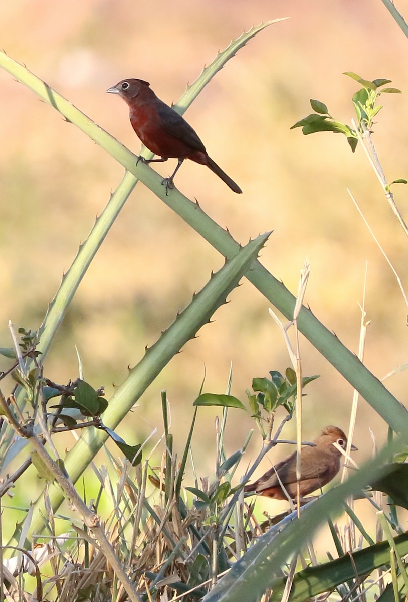 Red-crested Finch - ML642682498