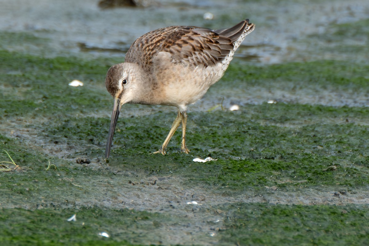 langnebbekkasinsnipe - ML642682502