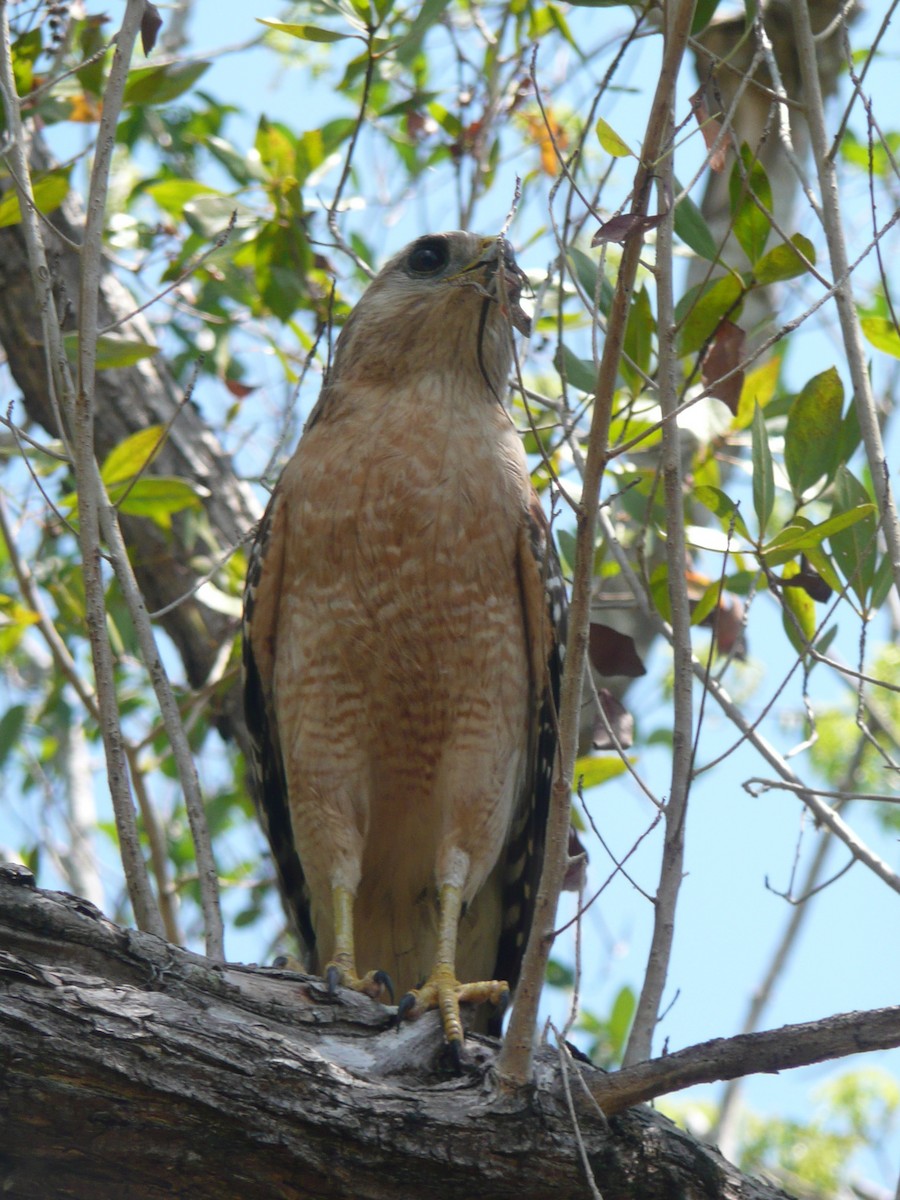 Red-shouldered Hawk (extimus) - ML642682514