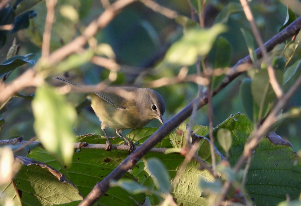 oransjekroneparula - ML642682517