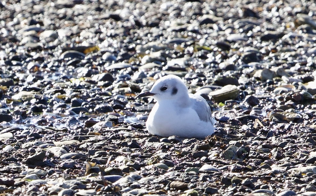 Bonaparte's Gull - ML642682523