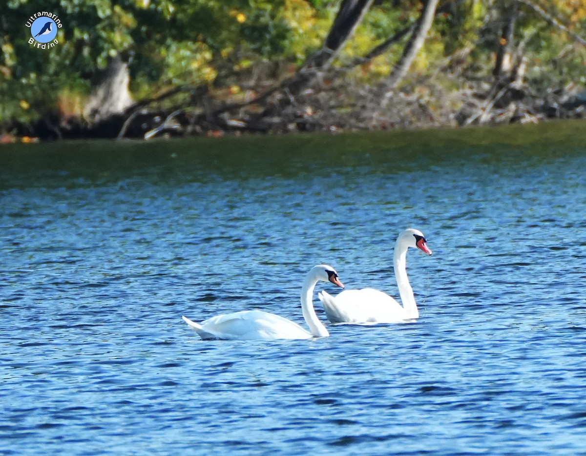 Höckerschwan - ML642682525