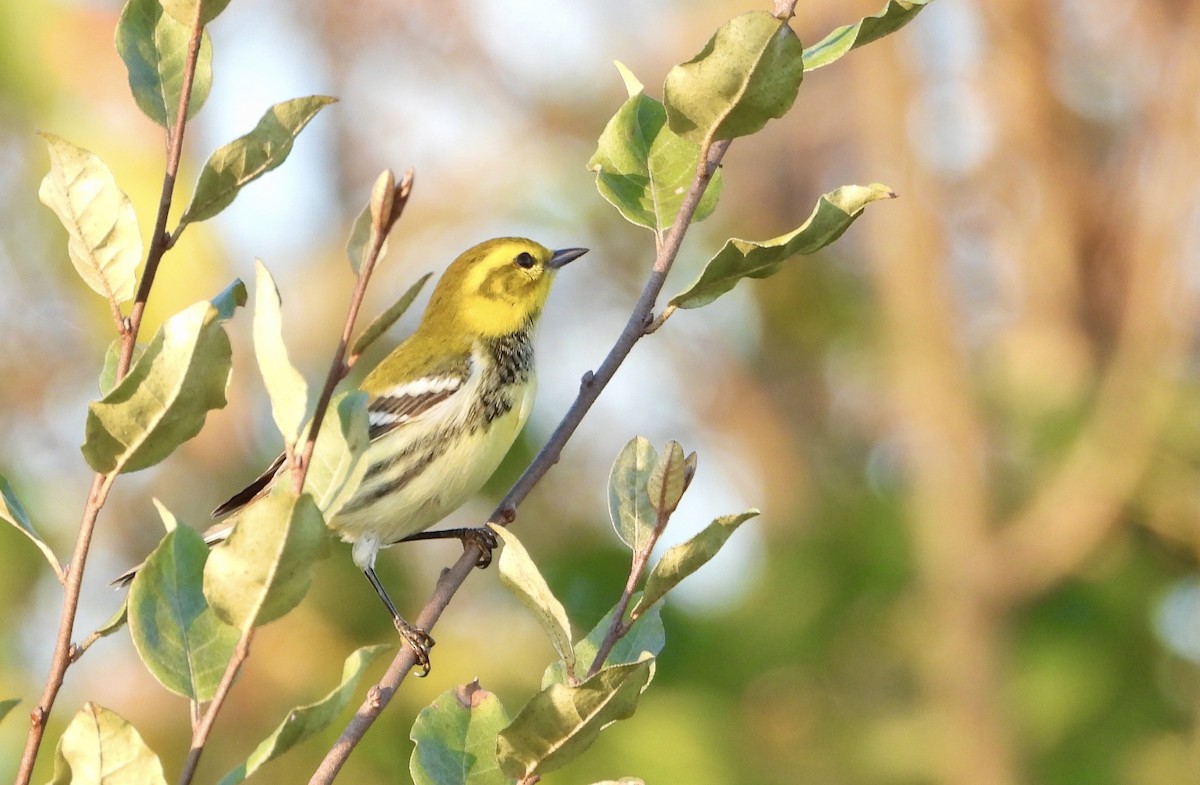 Black-throated Green Warbler - ML642682528