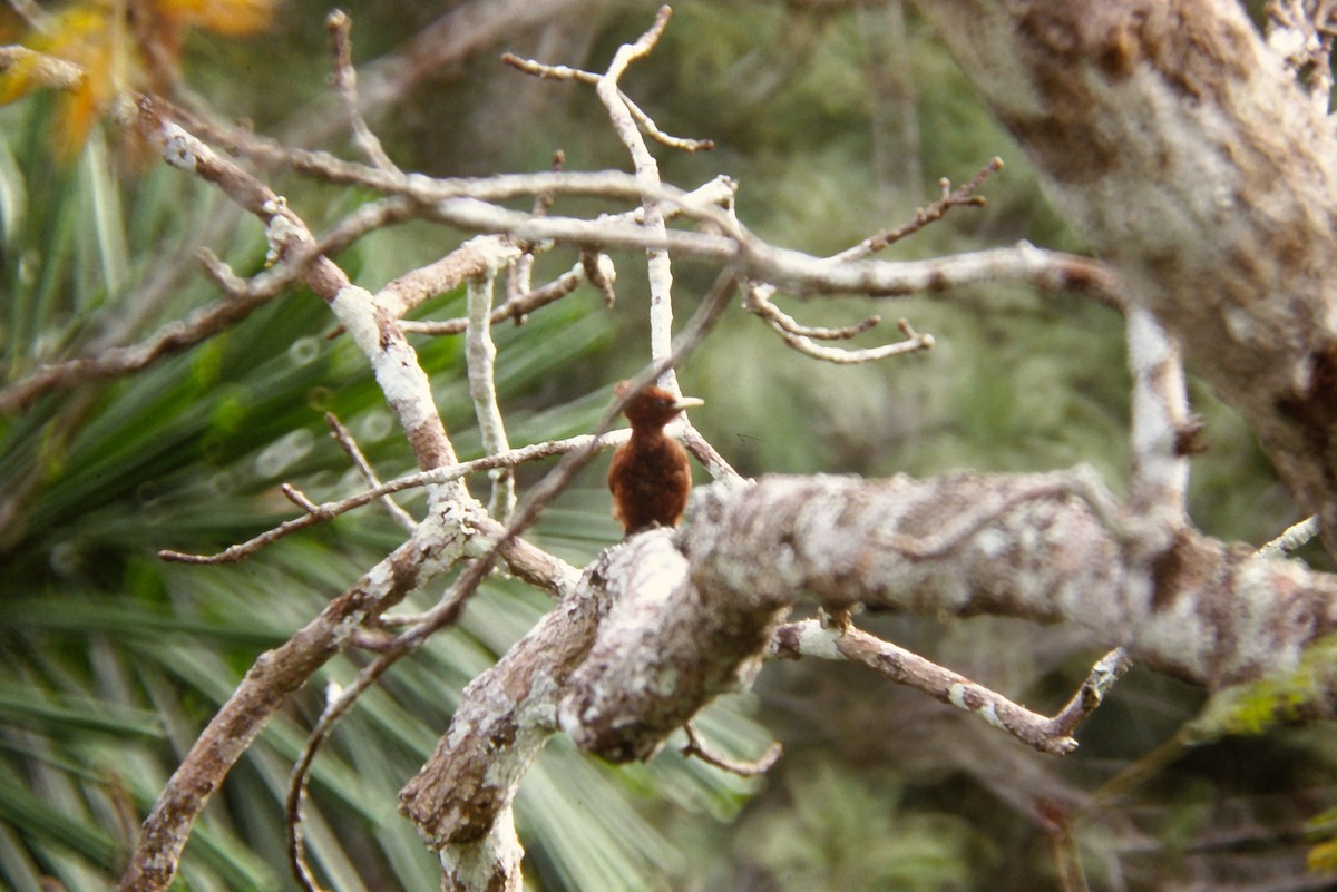 Chestnut Woodpecker - ML642682529