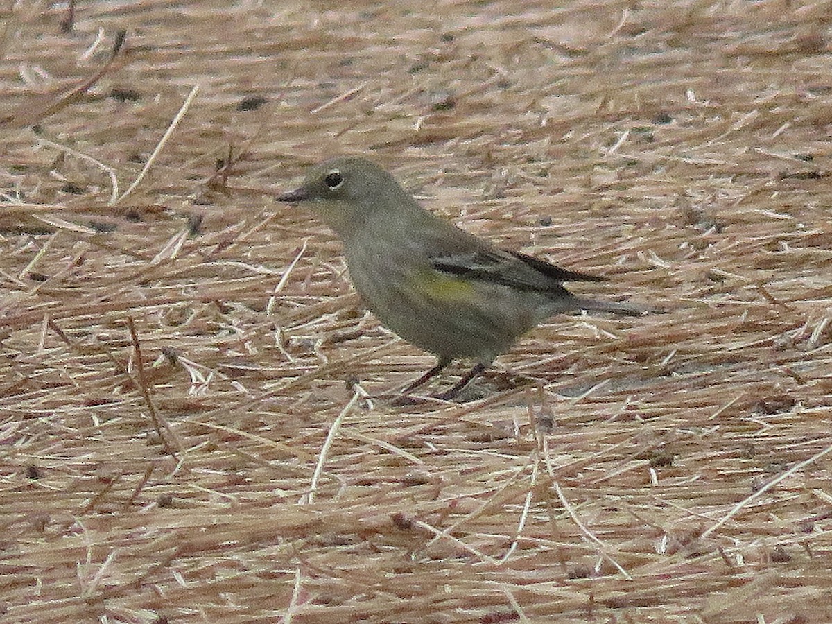 Yellow-rumped Warbler - ML642682533