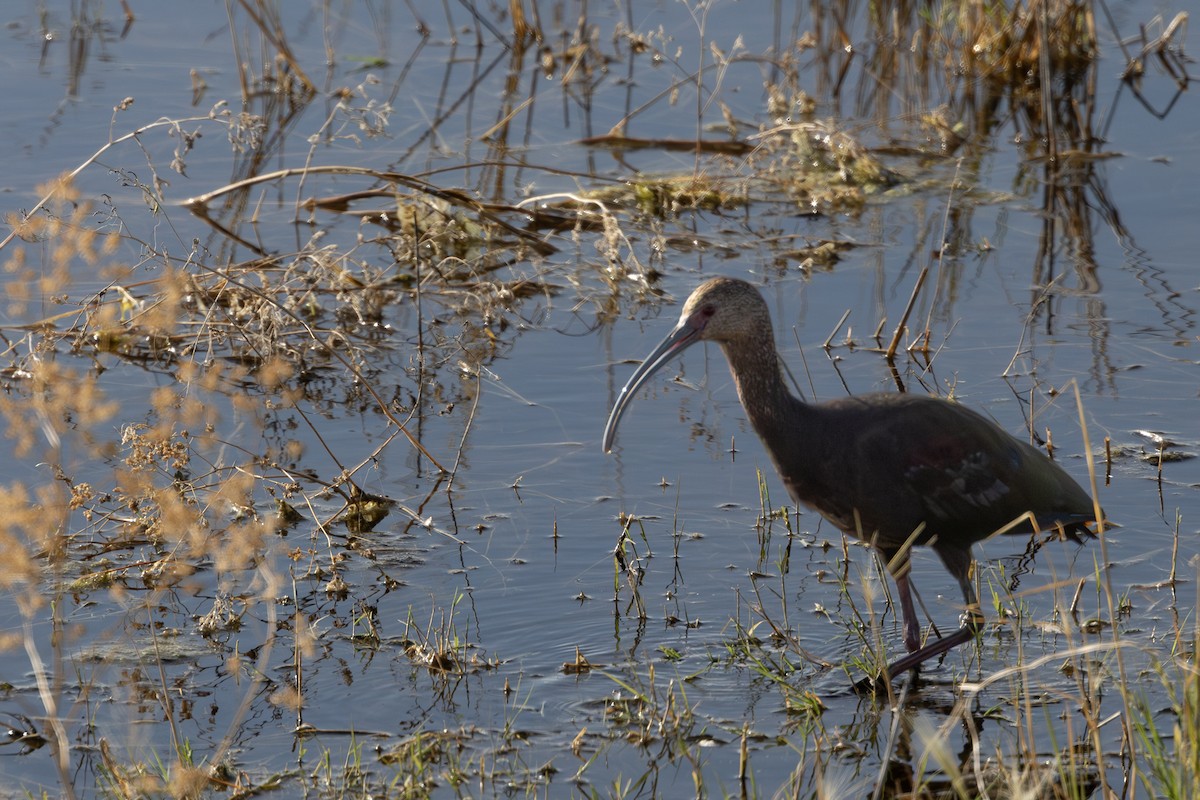 White-faced Ibis - ML642682534