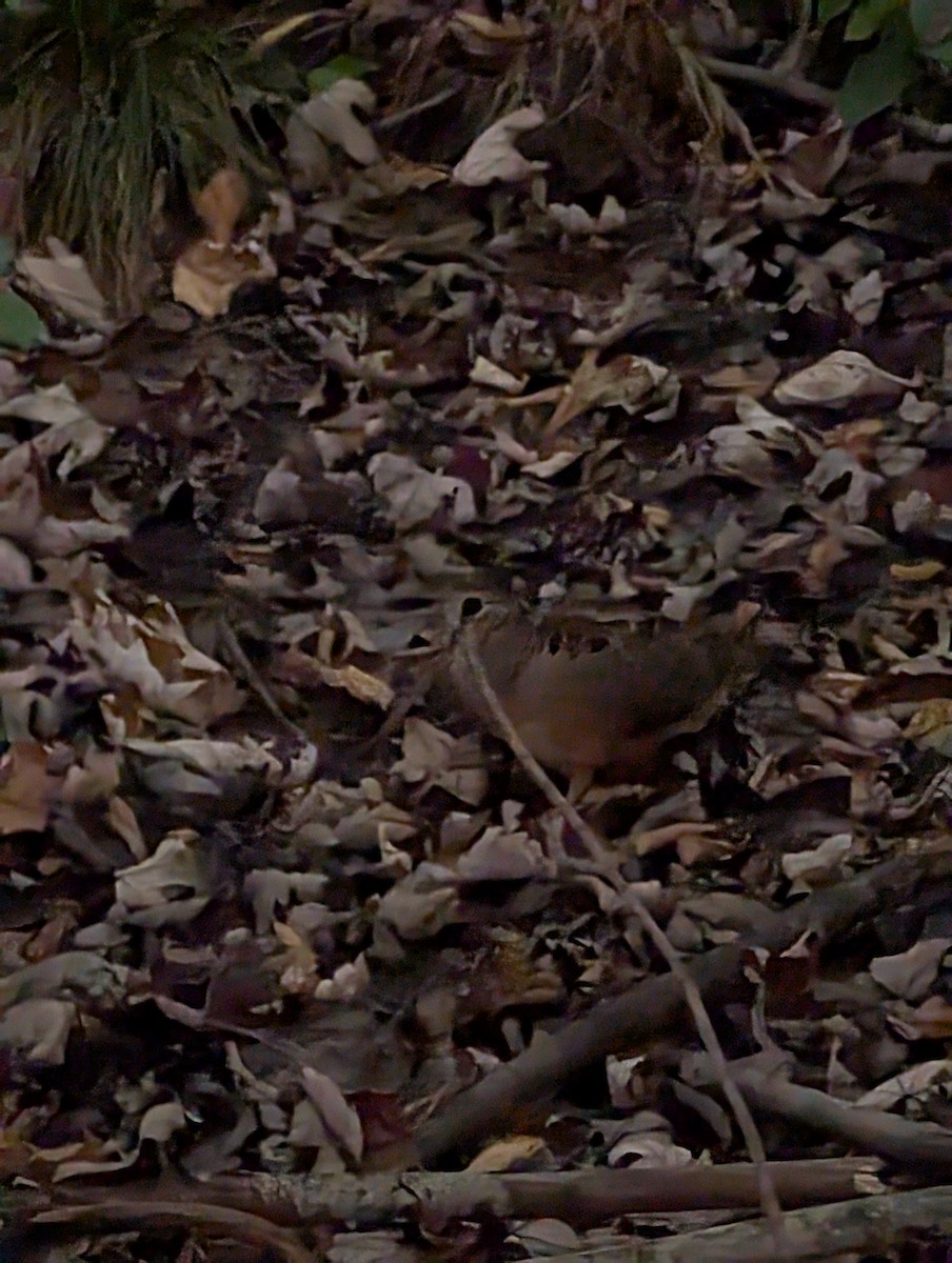 American Woodcock - ML642682537