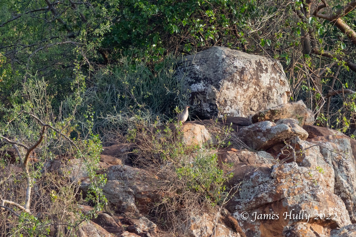 Chestnut-naped Spurfowl (Black-fronted) - ML642682549