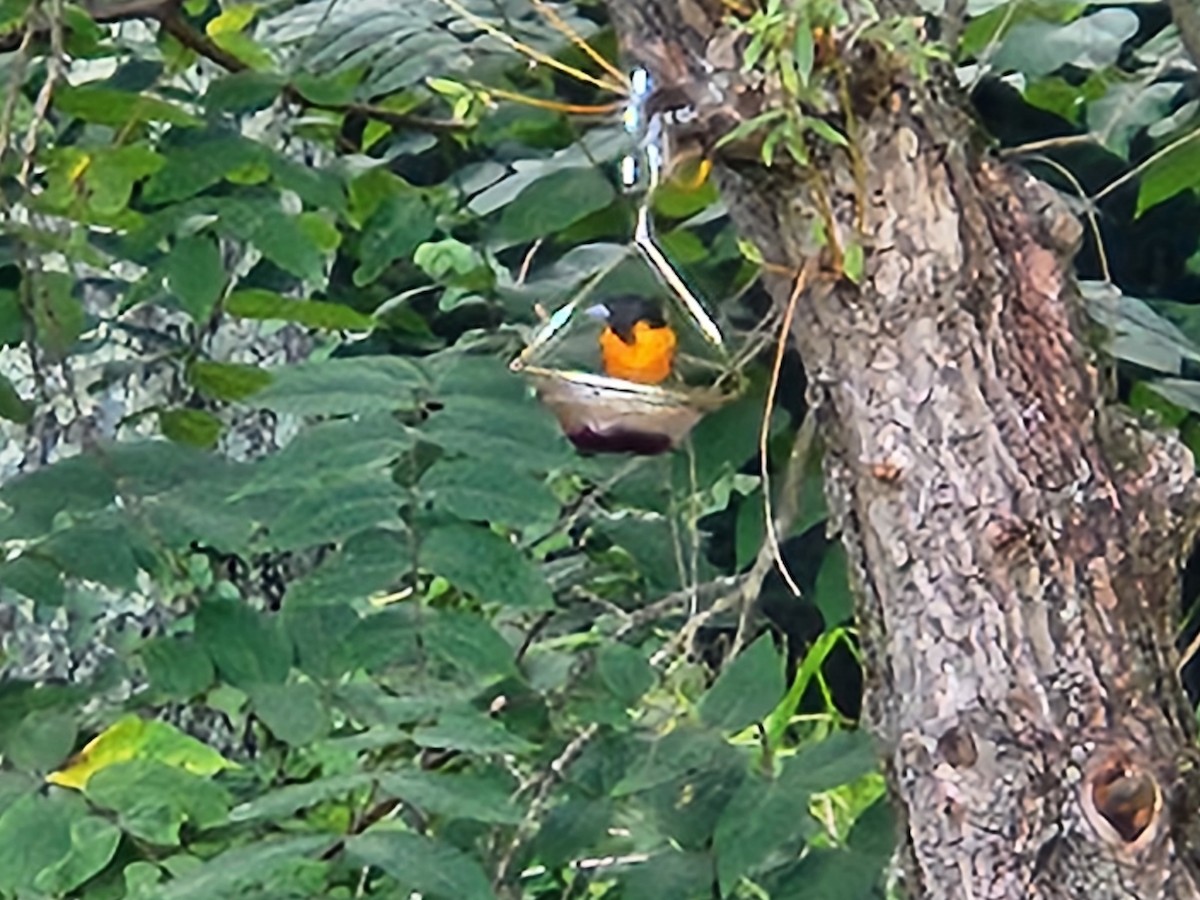 Oriole de Baltimore - ML642682553