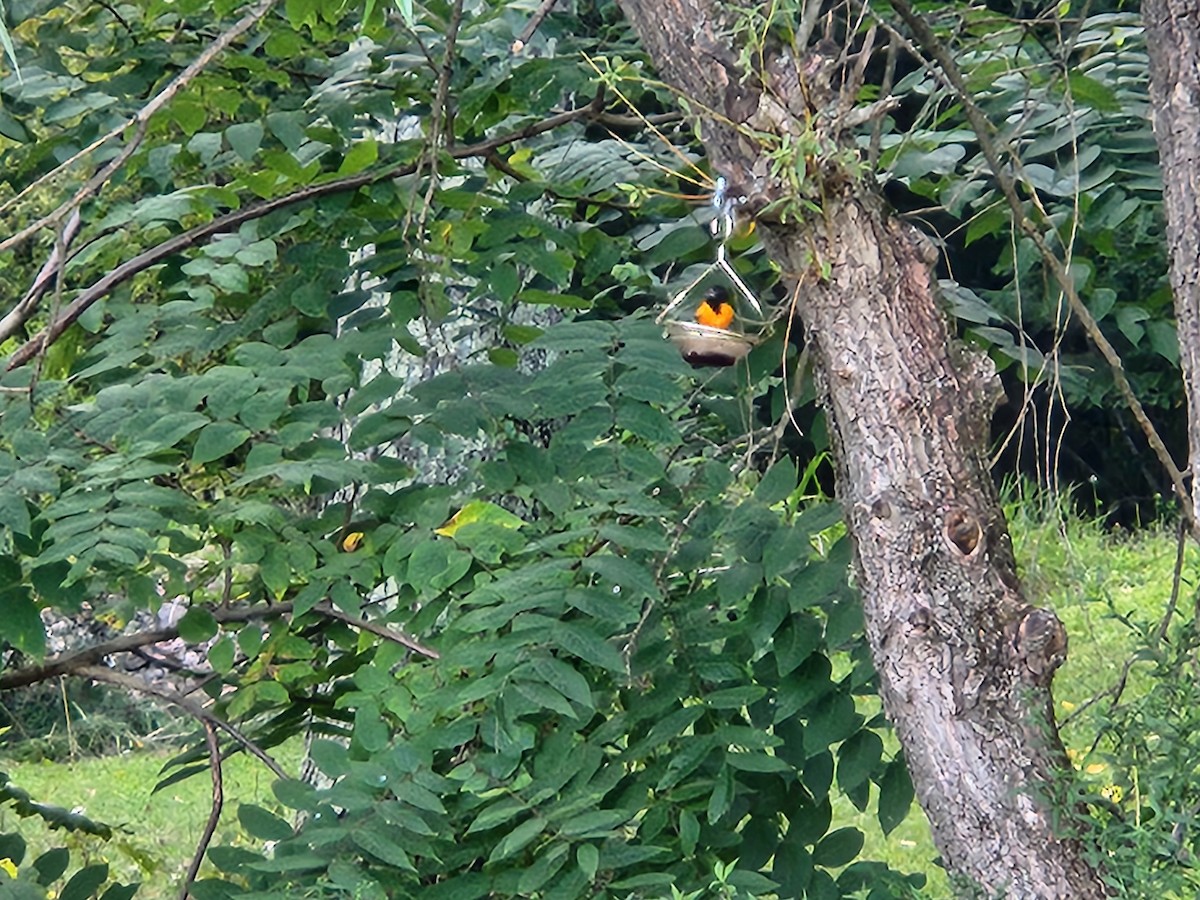Oriole de Baltimore - ML642682554