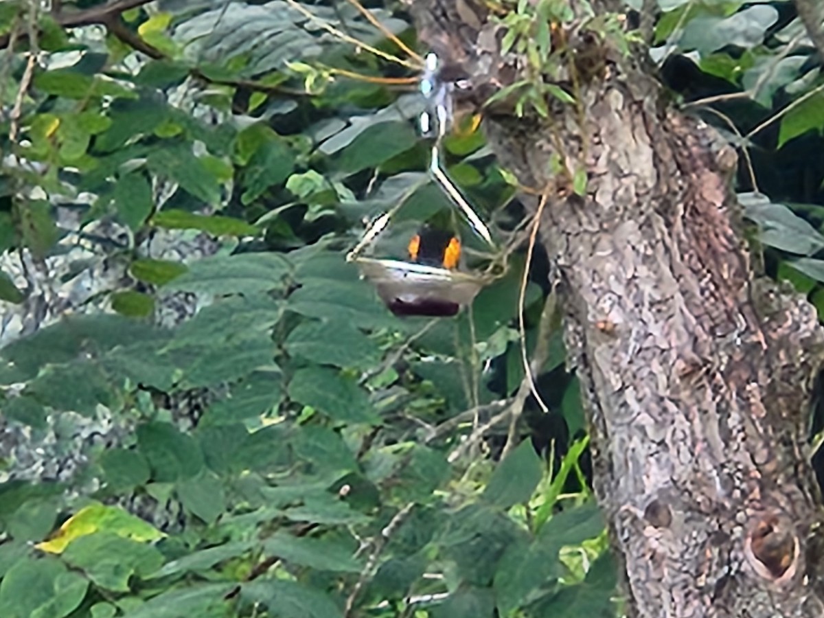 Oriole de Baltimore - ML642682555