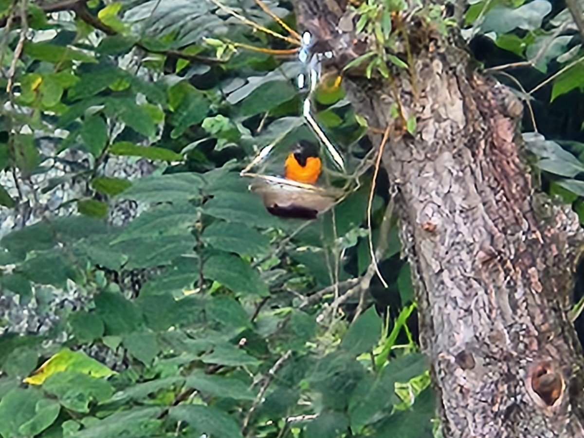 Oriole de Baltimore - ML642682556