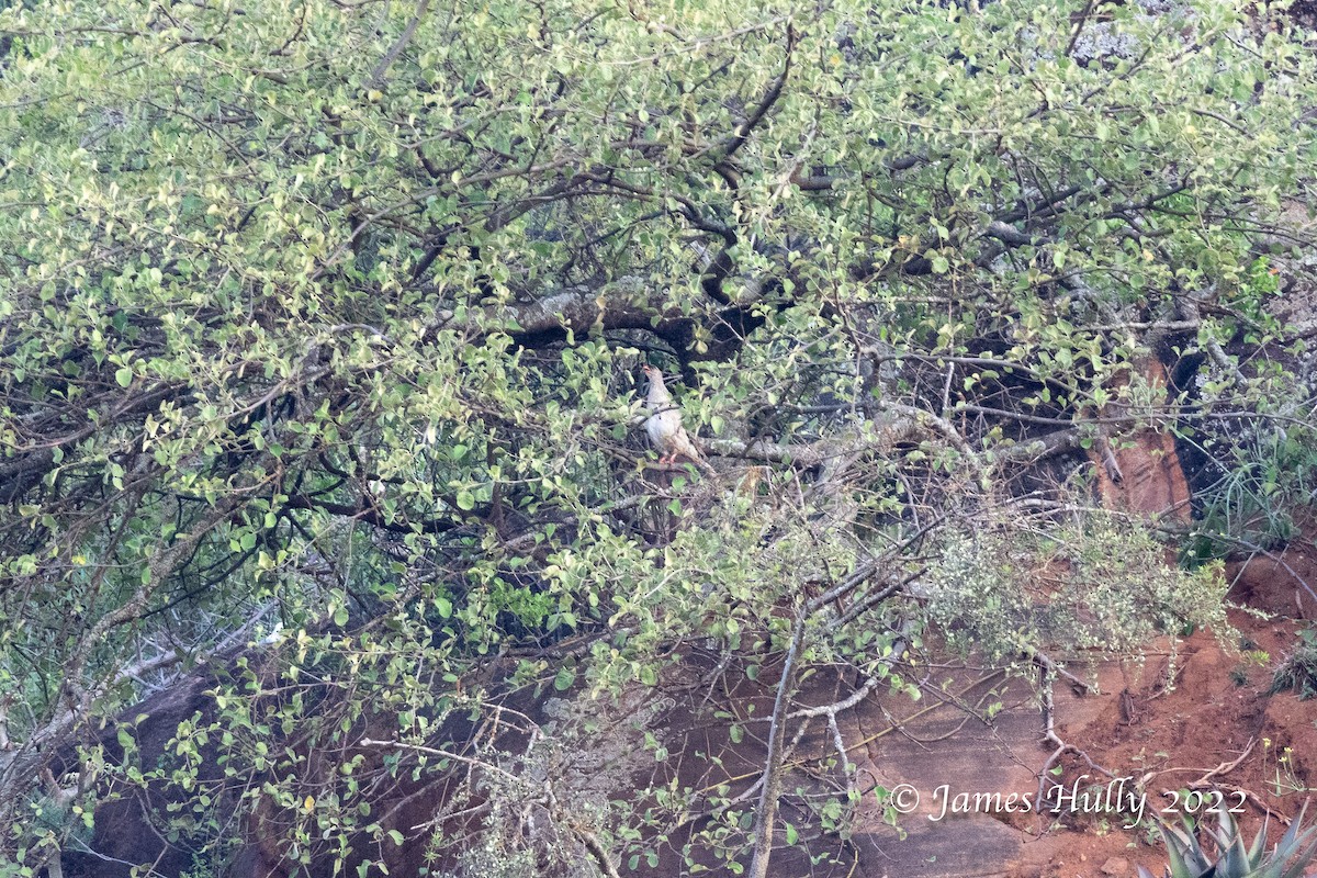 Chestnut-naped Spurfowl (Black-fronted) - ML642682559