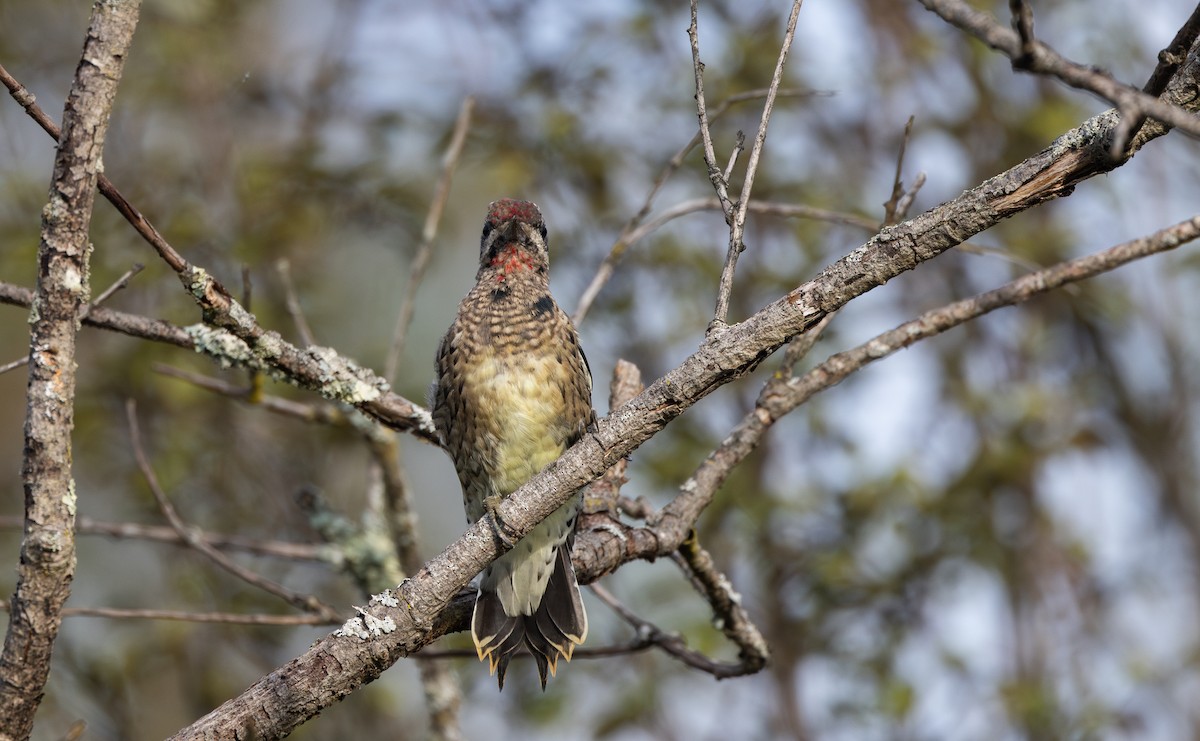 Yellow-bellied Sapsucker - ML642682563