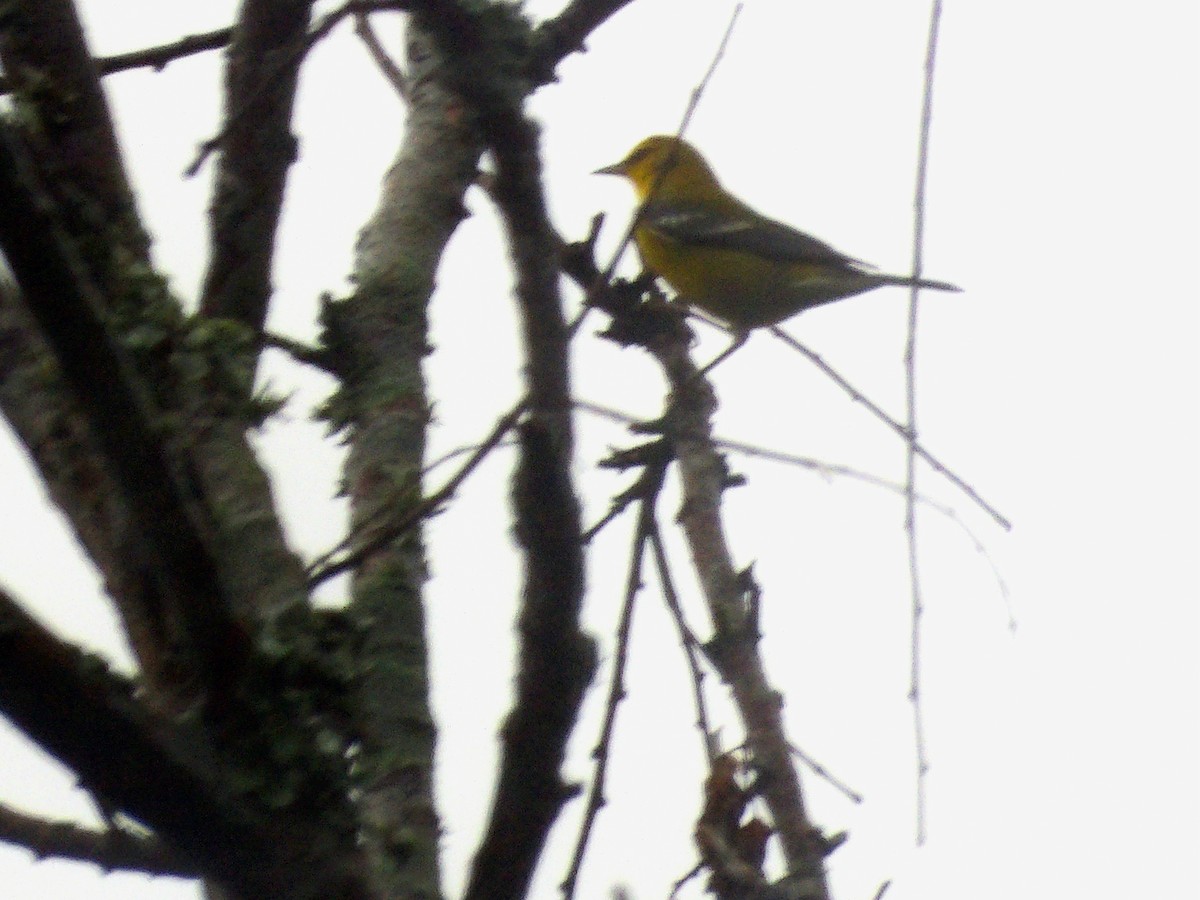 Blue-winged Warbler - ML642682565