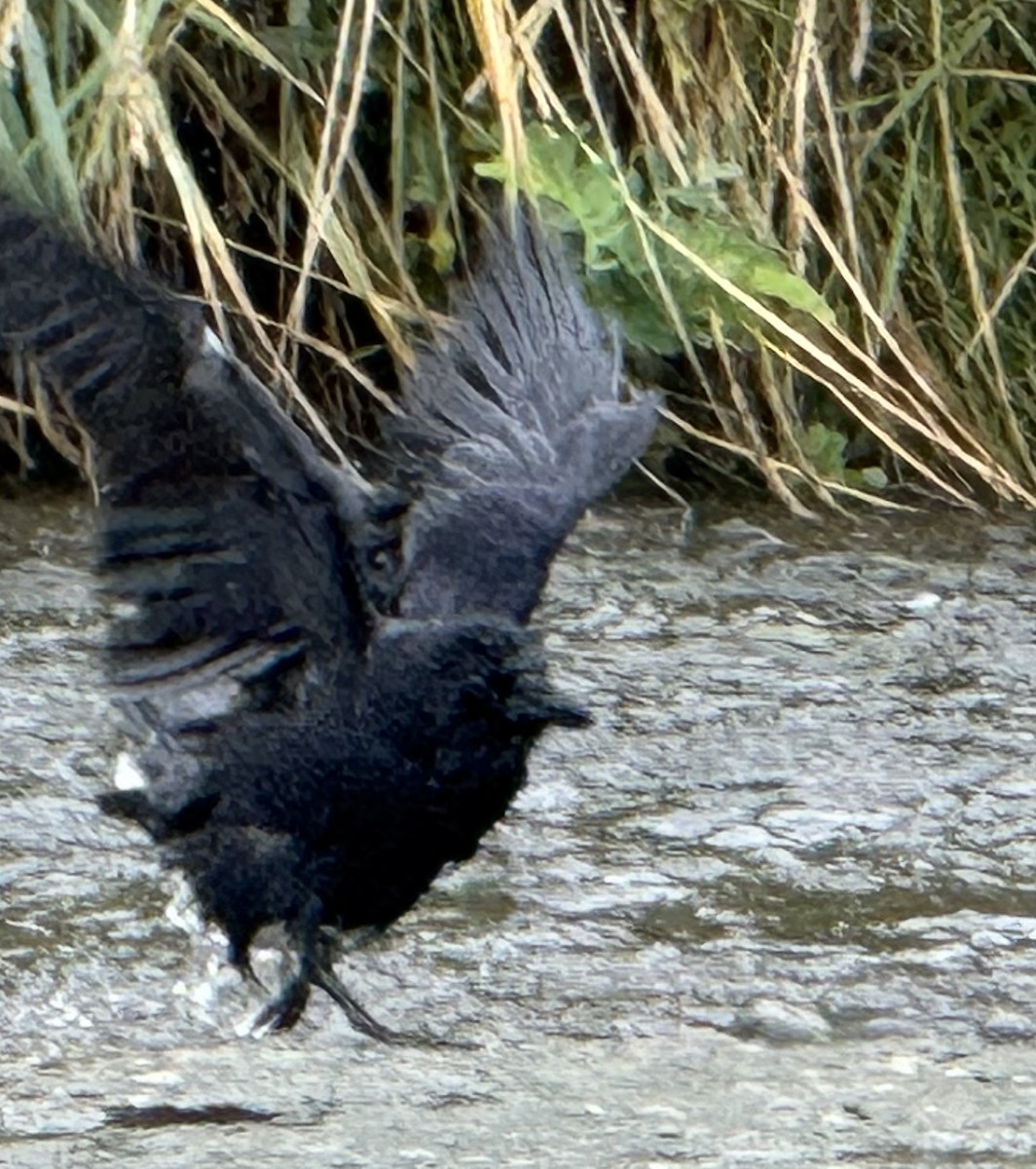American Crow - ML642682567