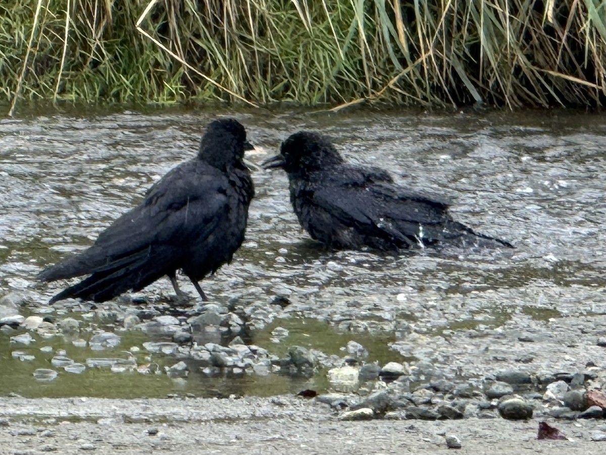 American Crow - ML642682568