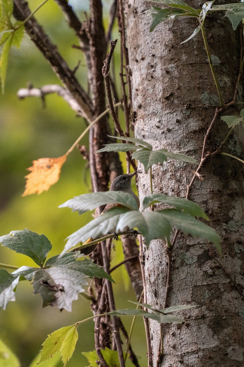 American Redstart - ML642682570