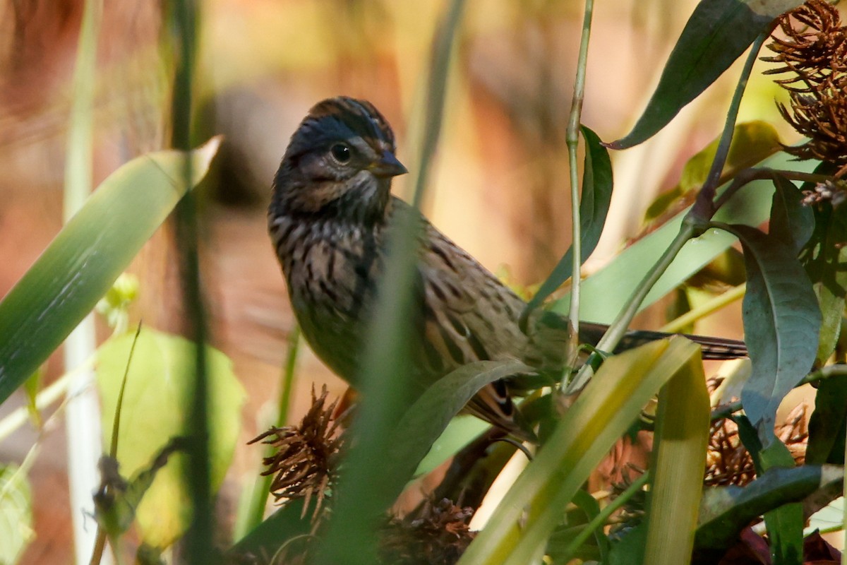 Lincoln's Sparrow - ML642682576
