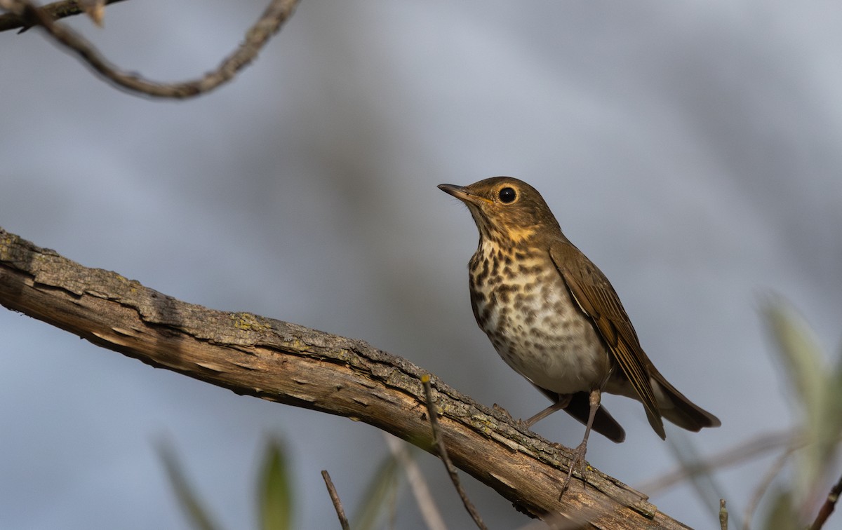Swainson's Thrush (Olive-backed) - ML642682580