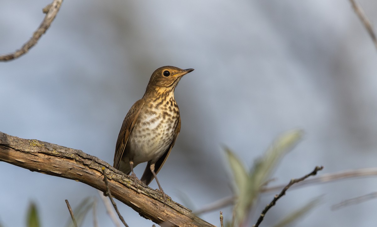 Swainson's Thrush (Olive-backed) - ML642682581