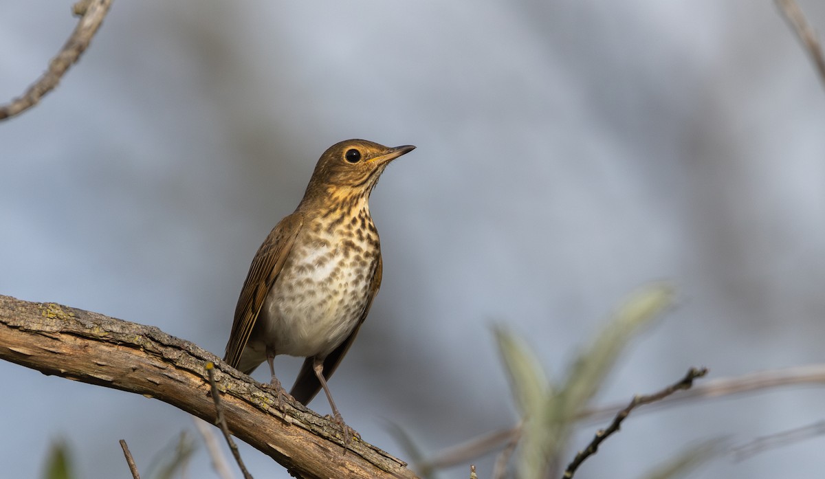 Swainson's Thrush (Olive-backed) - ML642682582
