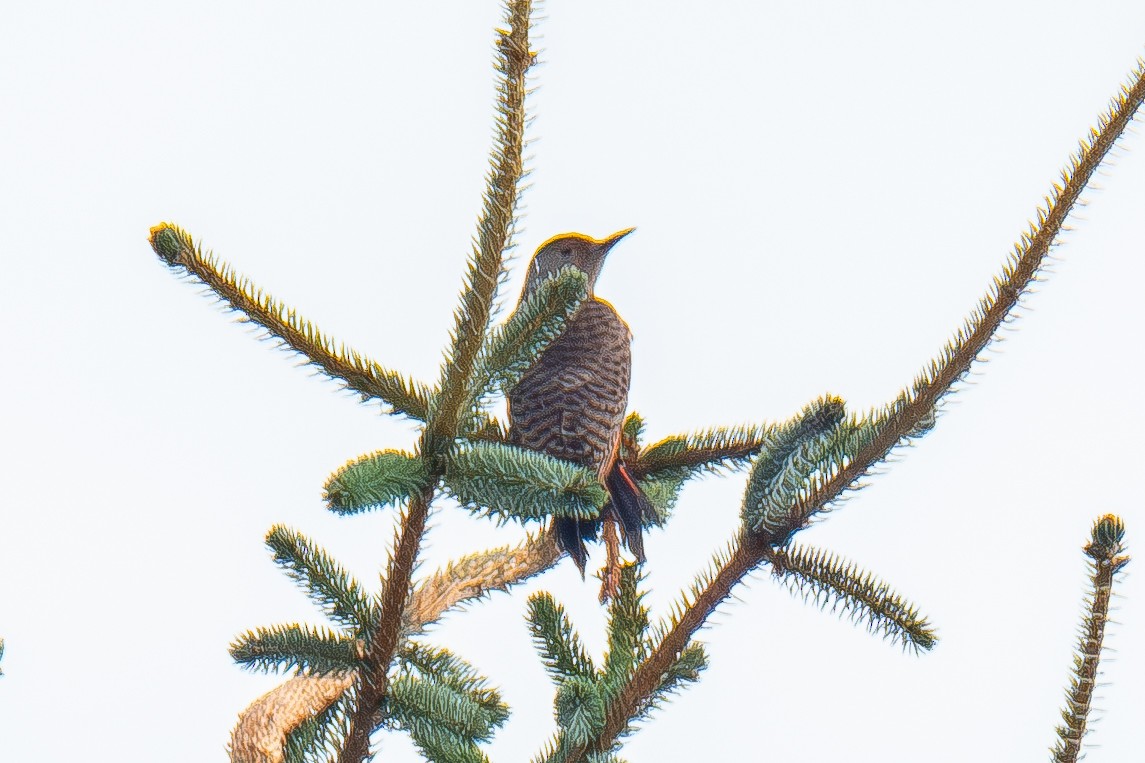 Northern Flicker - ML642682586