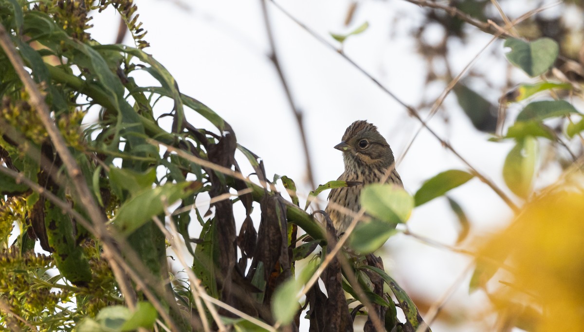 Lincoln's Sparrow - ML642682588