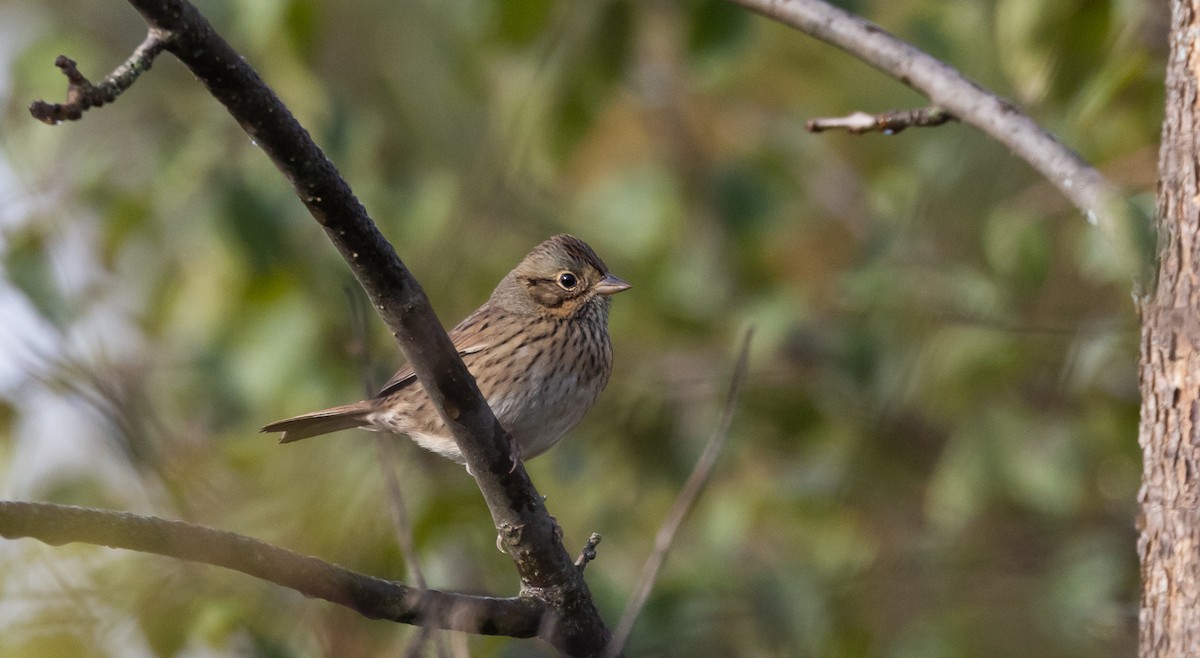Lincoln's Sparrow - ML642682589