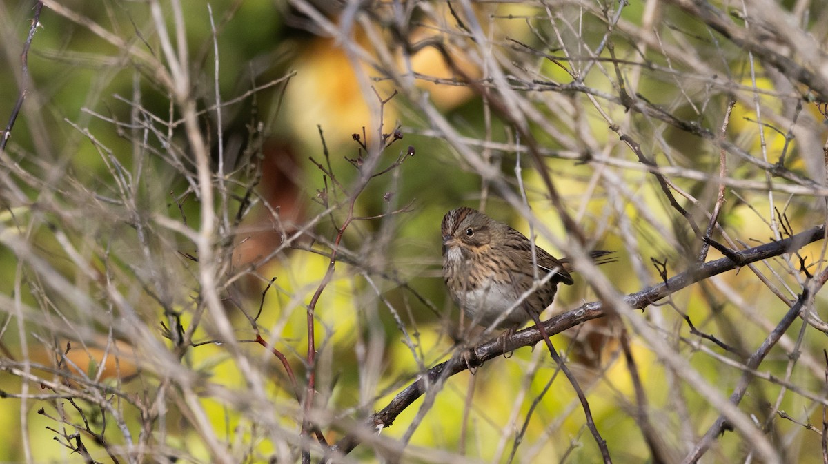 Lincoln's Sparrow - ML642682590