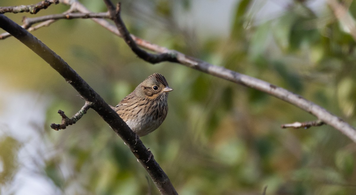 Lincoln's Sparrow - ML642682591