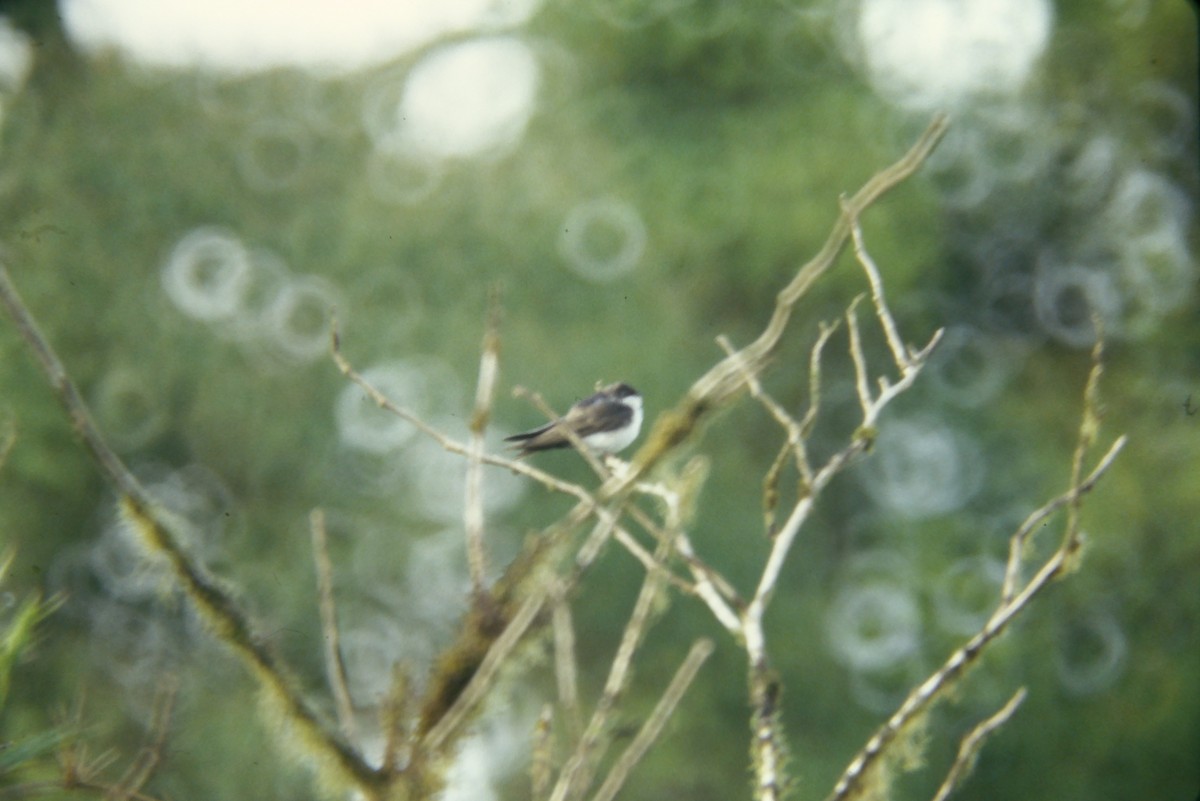 Blue-and-white Swallow - ML642682592