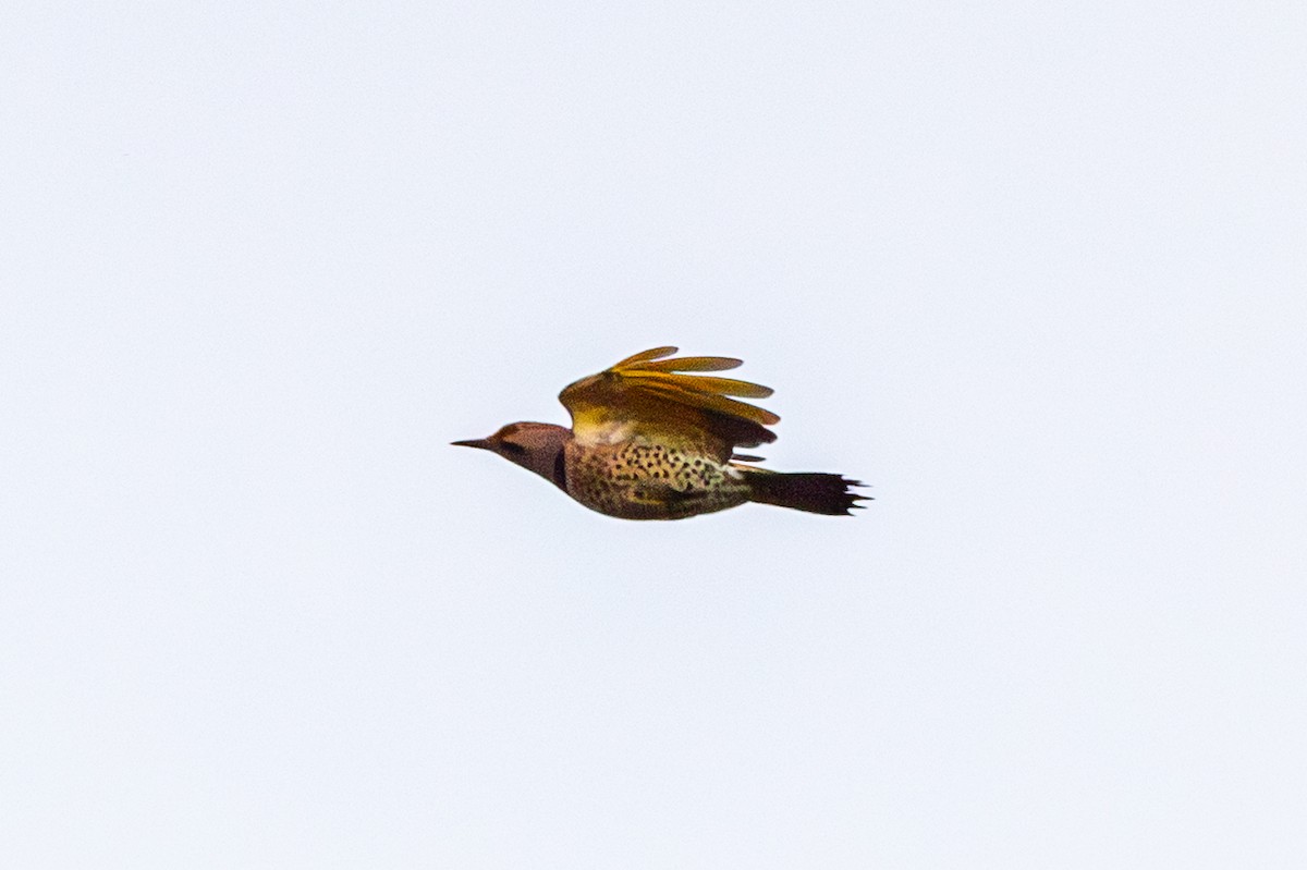 Northern Flicker - ML642682593