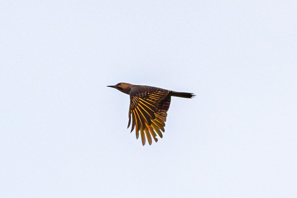 Northern Flicker - ML642682594