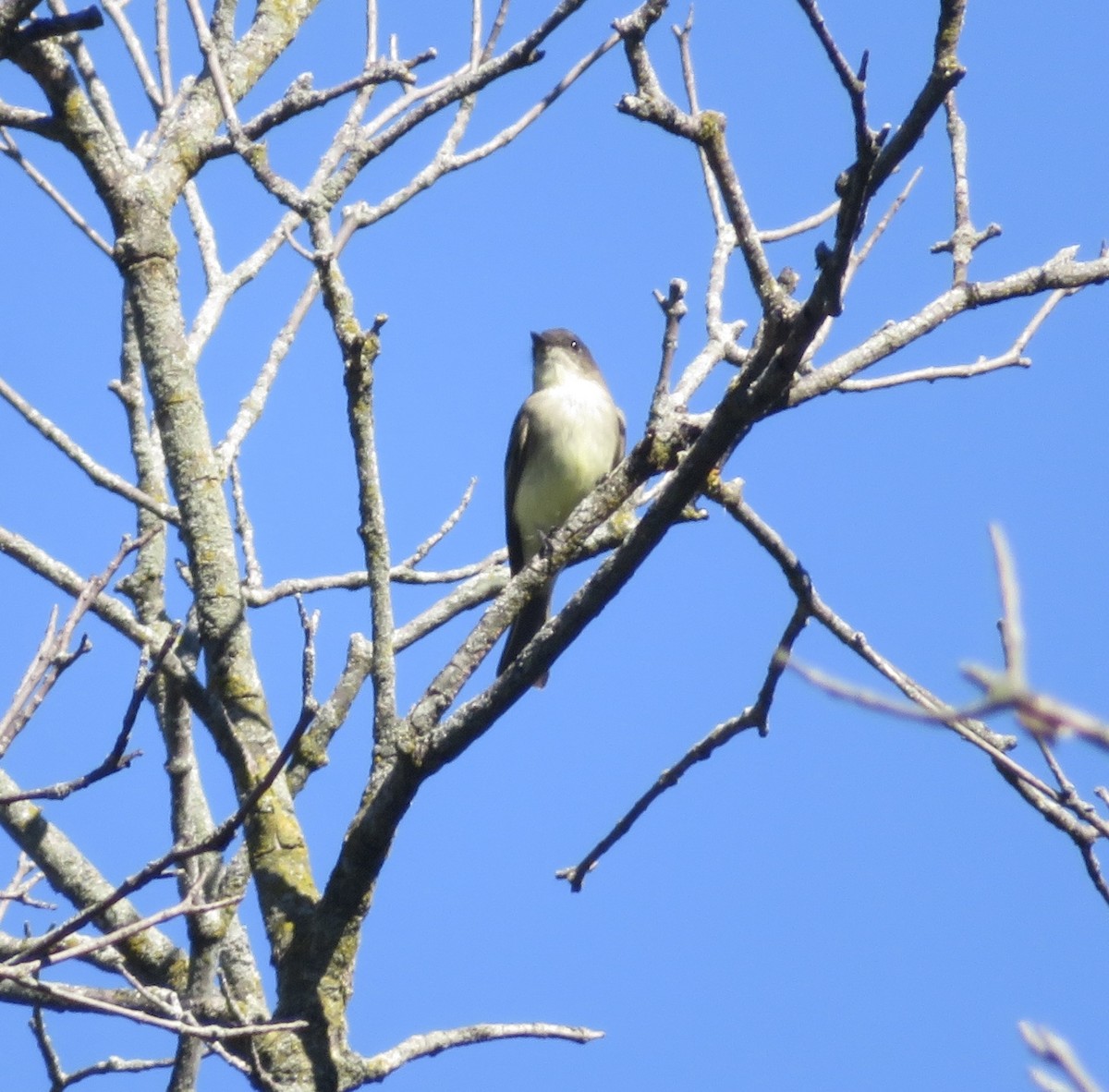 Eastern Phoebe - ML642682595