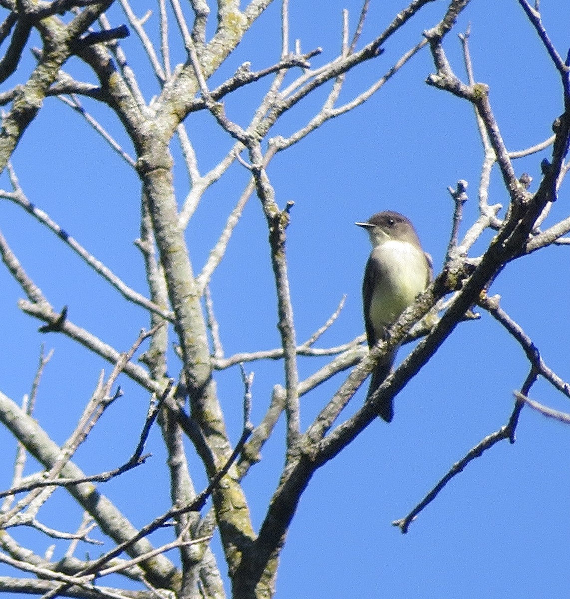 Eastern Phoebe - ML642682596