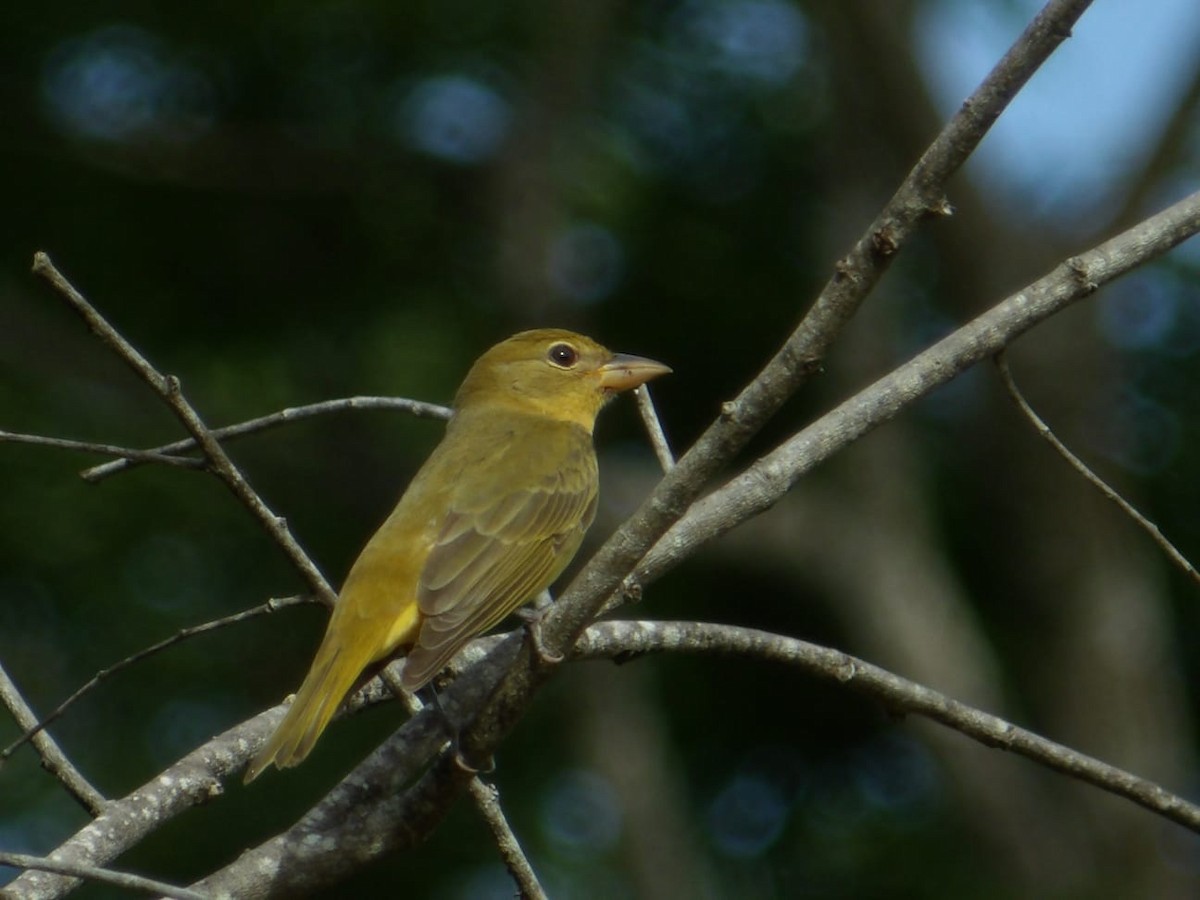 Summer Tanager - ML642682597