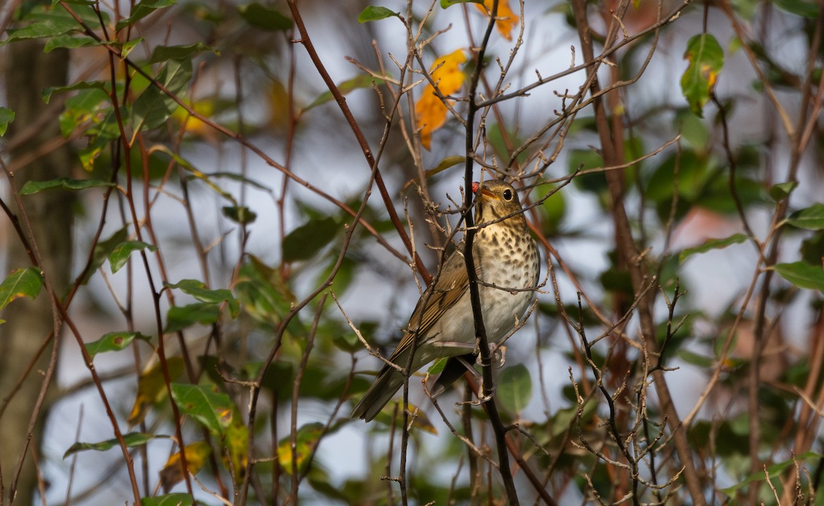 Swainson's Thrush (Olive-backed) - ML642682598