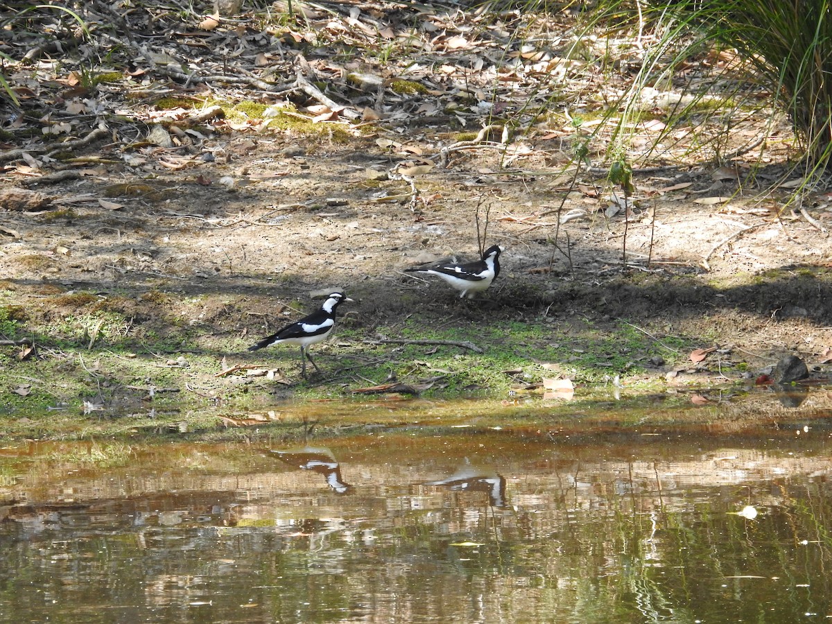 Magpie-lark - ML642682599