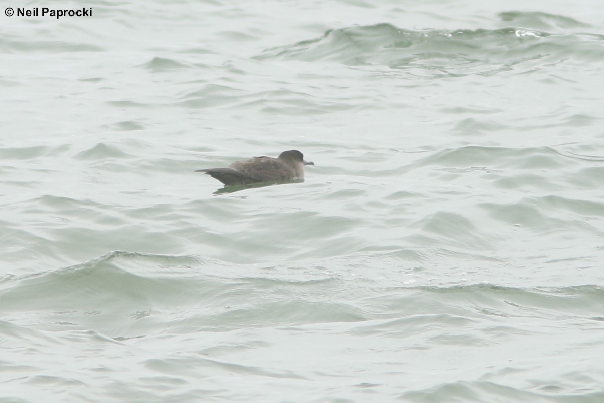 Short-tailed Shearwater - Neil Paprocki