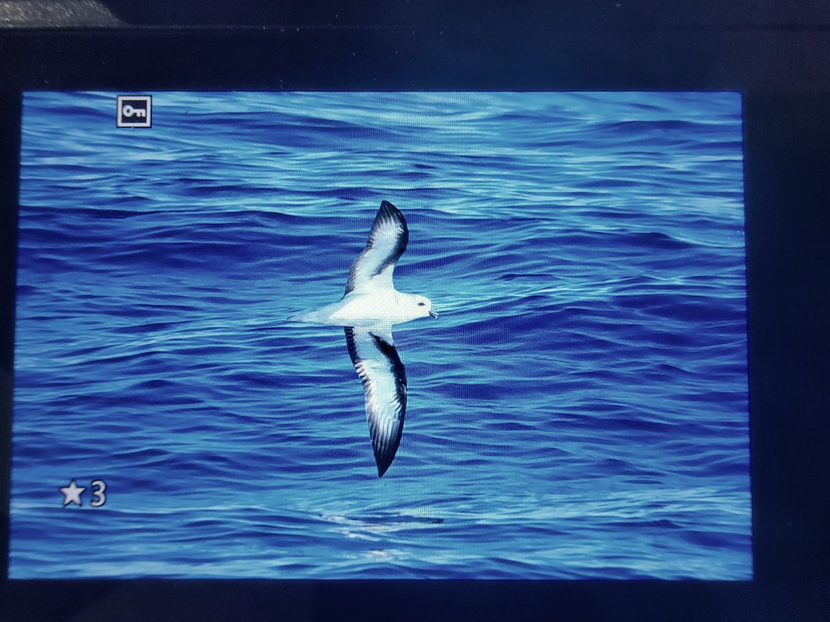 Black-winged Petrel - ML642682611
