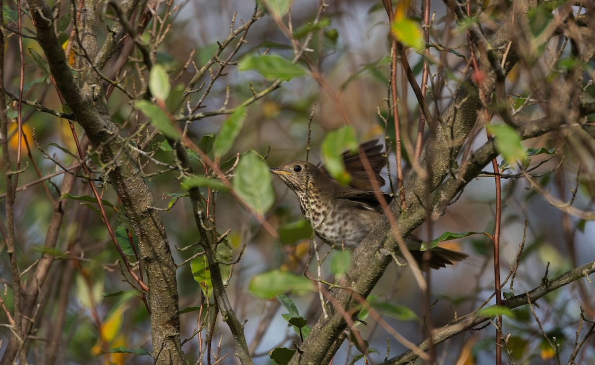 Gray-cheeked Thrush - ML642682614