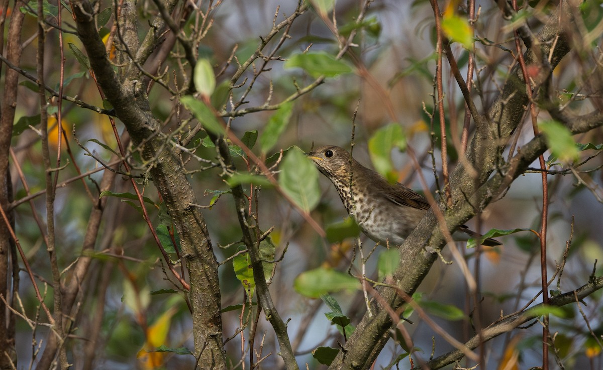 Gray-cheeked Thrush - ML642682615