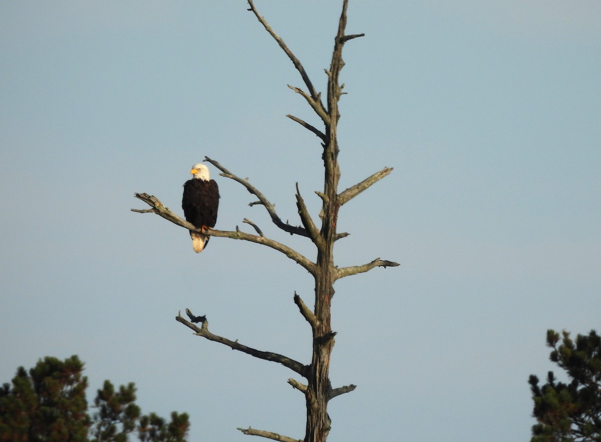 Bald Eagle - ML642682617