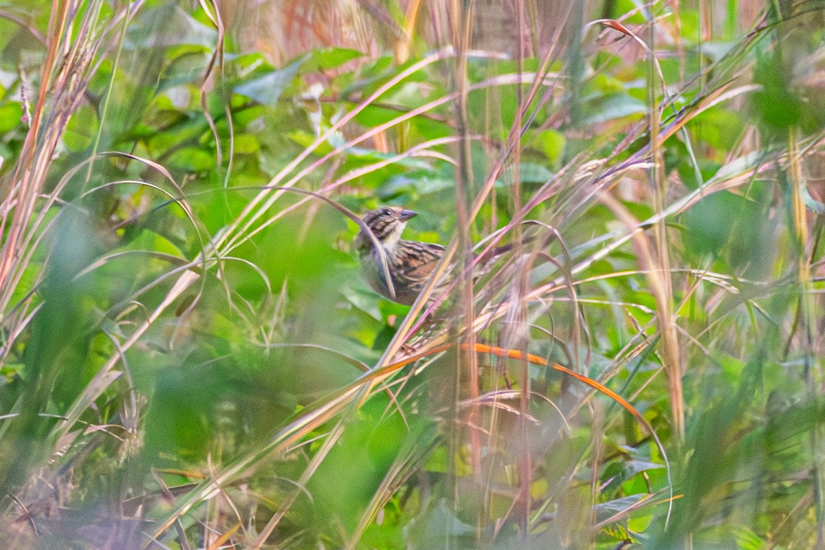 Song Sparrow - ML642682621