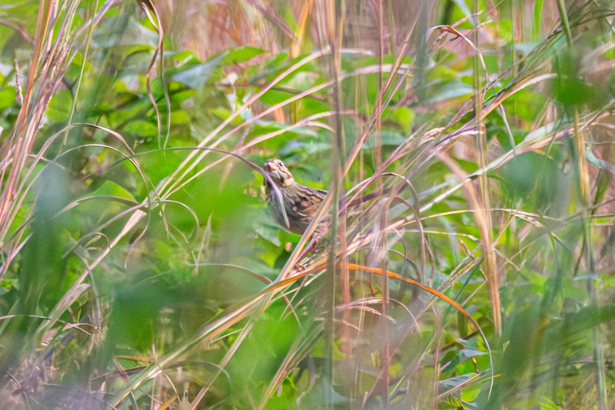 Song Sparrow - ML642682622